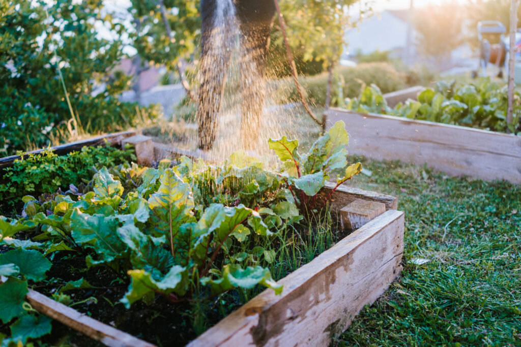 gardening tips, watering the garden