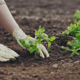 start a vegetable garden