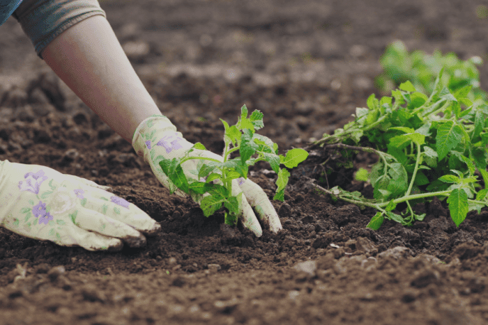 start a vegetable garden